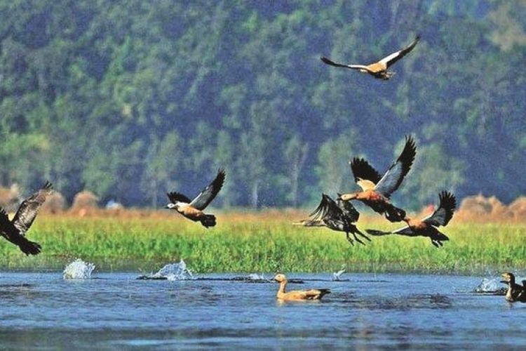  आज विश्व सिमसार दिवस मनाइँदै