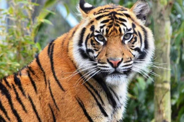 चीनमा धमाधम बाघको पिशावको बिक्री, कतिमा हुन्छ त कारोबार, जान्नुहोस्