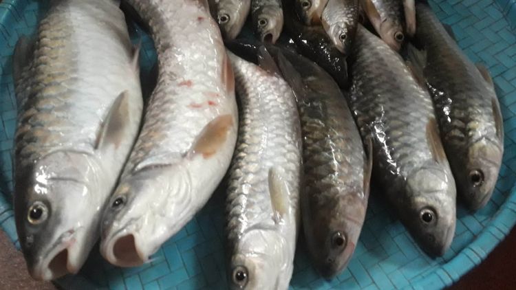 करेन्ट लगाएर माछा मार्नेलाई एक लाख जरिवाना