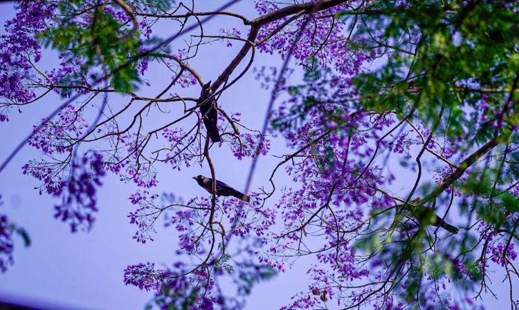 ज्याकाराण्डाले रंग्याएको राजधानी