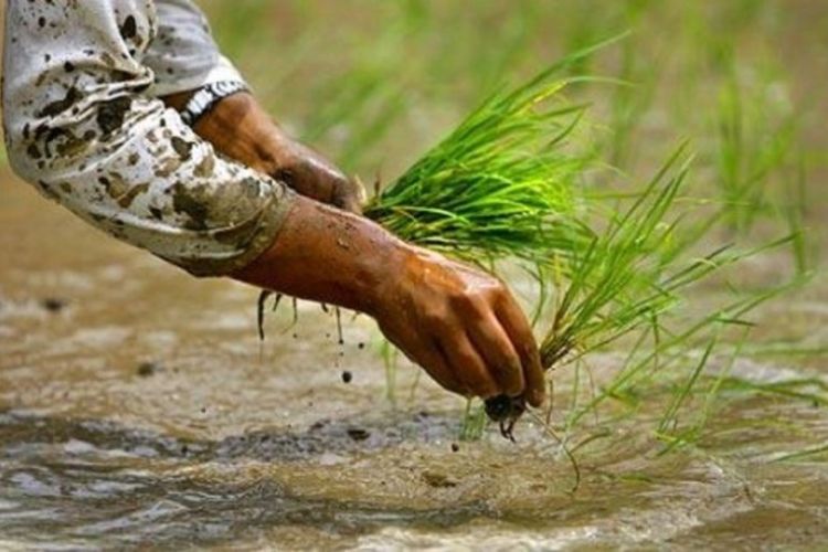 छुपुमा छुपु धान त रोप्ने, मल र सिँचाइ नभए के गर्ने ?