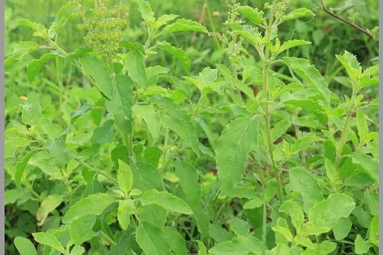 आज हरिशयनी एकादशीः तुलसीको बिरुवा सारिँदै