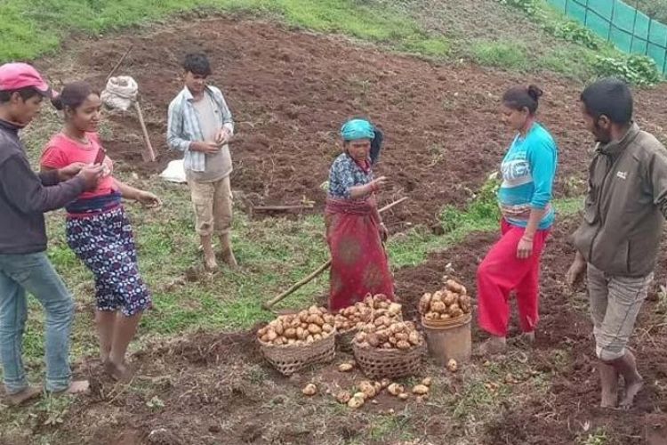 आलु बिक्री गर्न कोसेली घर सञ्चालन