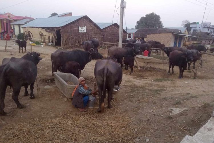 पशुमा पनि बाँझोपनको समस्या बढ्यो