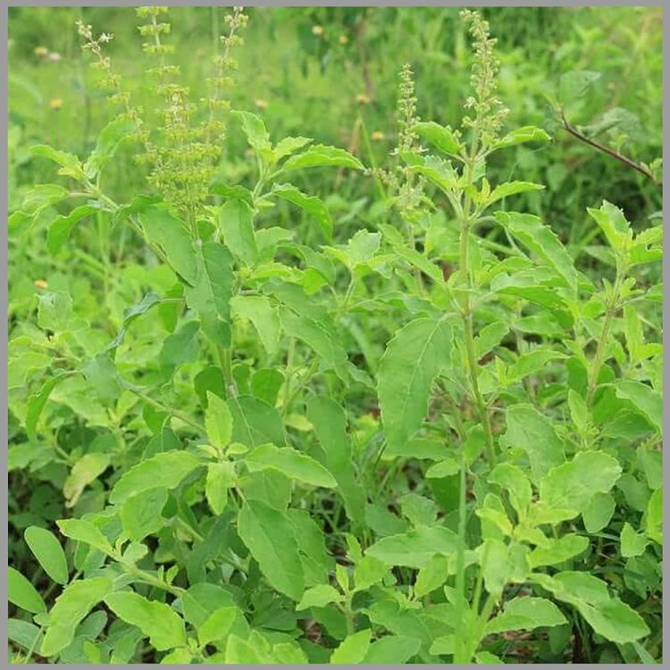 आज हरिशयनी एकादशीः तुलसीको बिरुवा सारिँदै