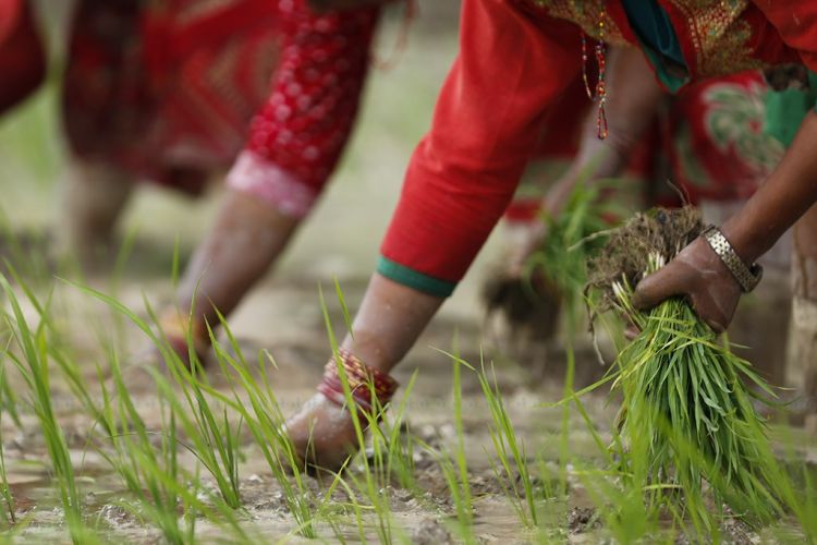 नारायणघाटमा निकालिँदैछ रोपाइँ जात्रा