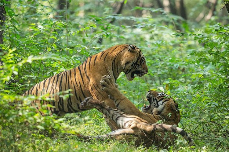 बाघ गणना पनि यसै वर्ष, आवश्यक २ करोड, सरकारले छुट्टायो २० लाख
