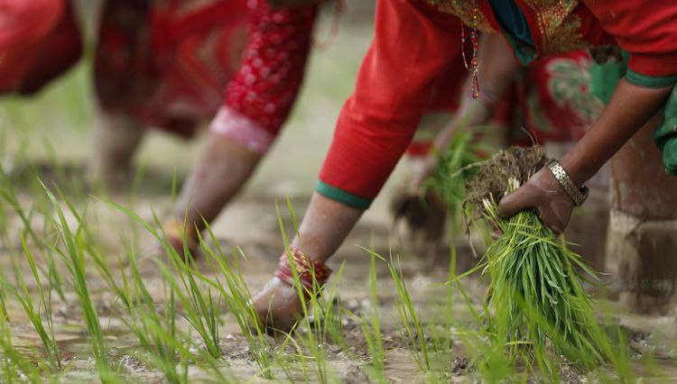 नारायणघाटमा निकालिँदैछ रोपाइँ जात्रा