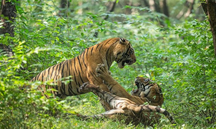 बाघ गणना पनि यसै वर्ष, आवश्यक २ करोड, सरकारले छुट्टायो २० लाख
