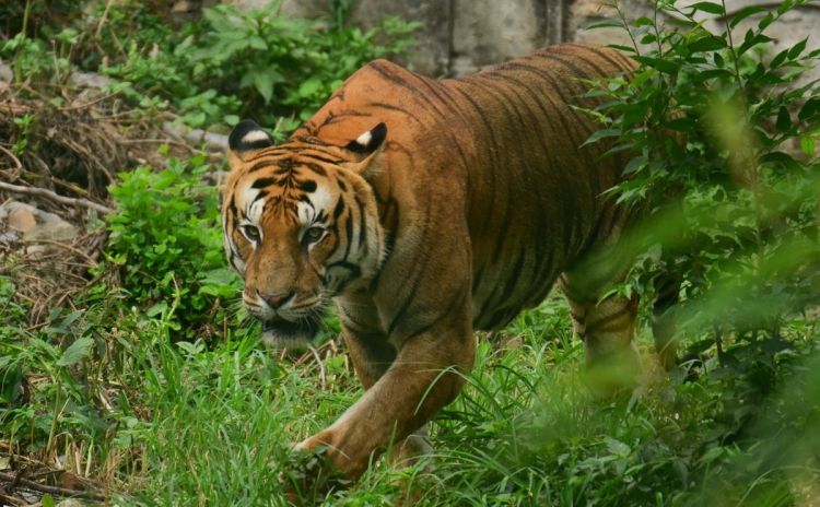 बारामा नरभक्षी बाघ, थप १ जनाको मृत्यु