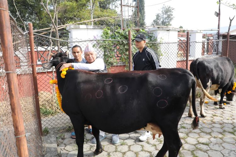 राष्ट्रपति पौडेलद्वारा गाई पूजा