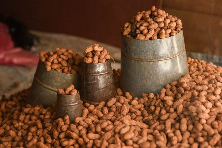 स्वाद र स्वास्थ्यको खजाना : जाडोमा बदामको बिक्री बढ्यो